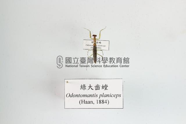 綠大齒螳藏品圖，第1張