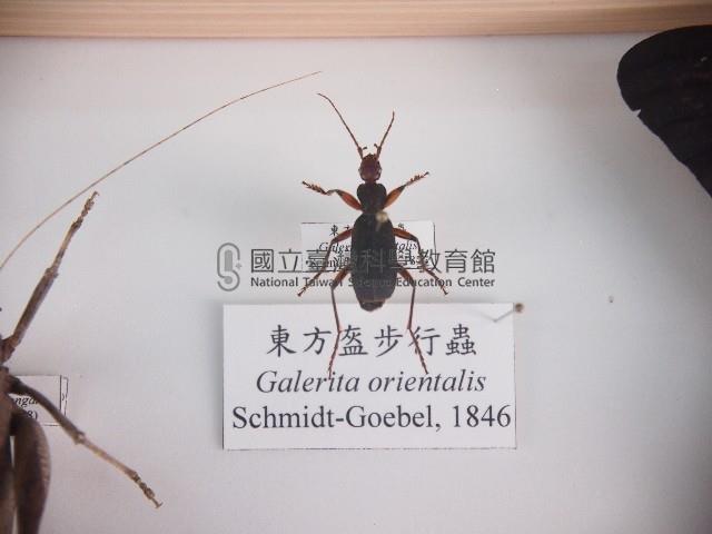 東方盔步行蟲藏品圖，第1張