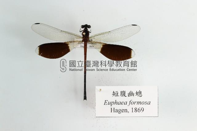 短腹幽蟌藏品圖，第1張