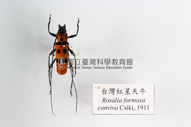 臺灣紅星天牛藏品圖，第1張