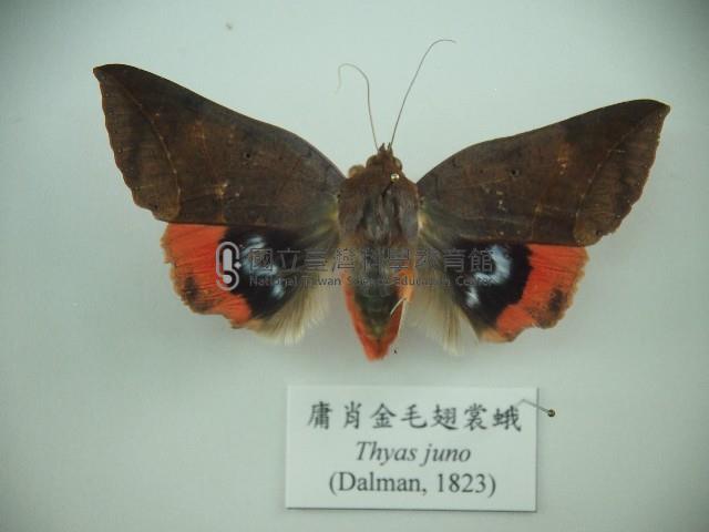 庸肖金毛翅裳蛾藏品圖，第1張