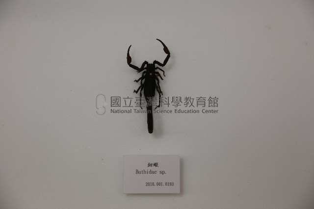 鉗蠍藏品圖，第1張
