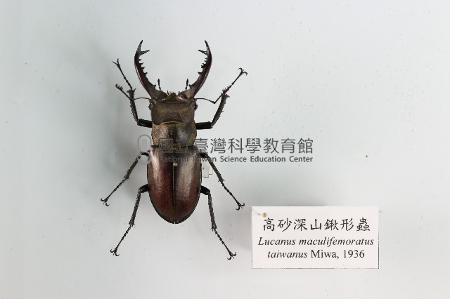 高砂深山鍬形蟲藏品圖，第1張