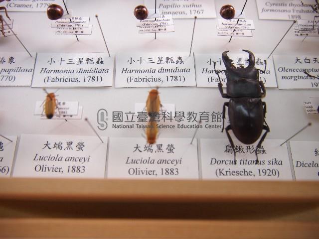 大端黑螢藏品圖，第1張