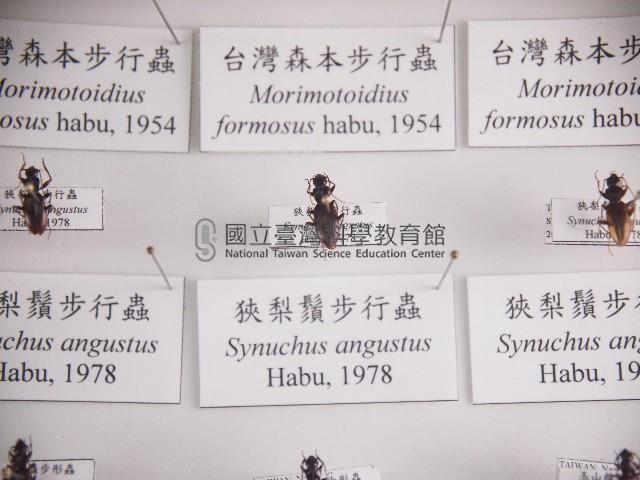 狹梨鬚步行蟲藏品圖，第1張