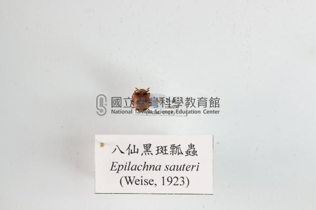 八仙黑斑瓢蟲藏品圖，第1張