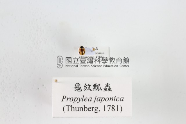 龜紋瓢蟲藏品圖，第1張