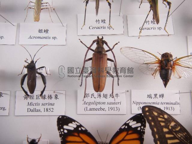 邵氏薄翅天牛藏品圖，第1張