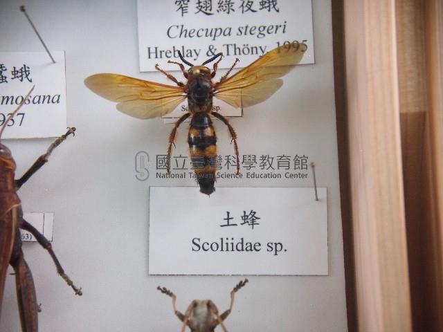 土蜂藏品圖，第1張