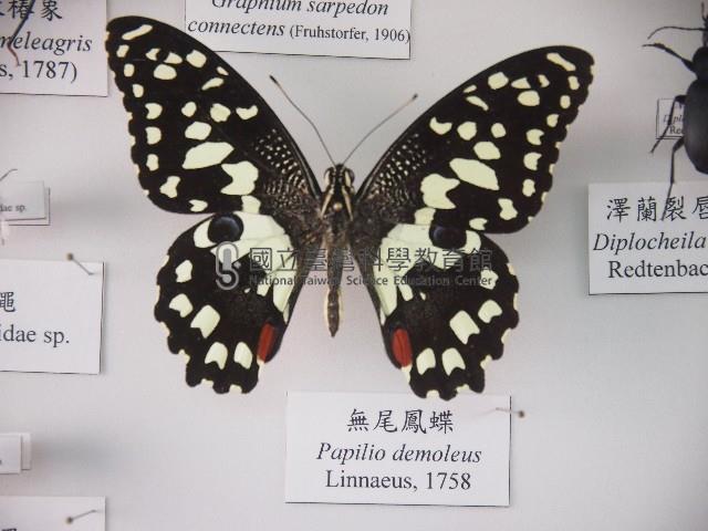 無尾鳳蝶藏品圖，第1張