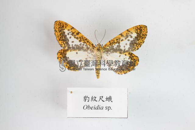 豹紋尺蛾藏品圖，第1張