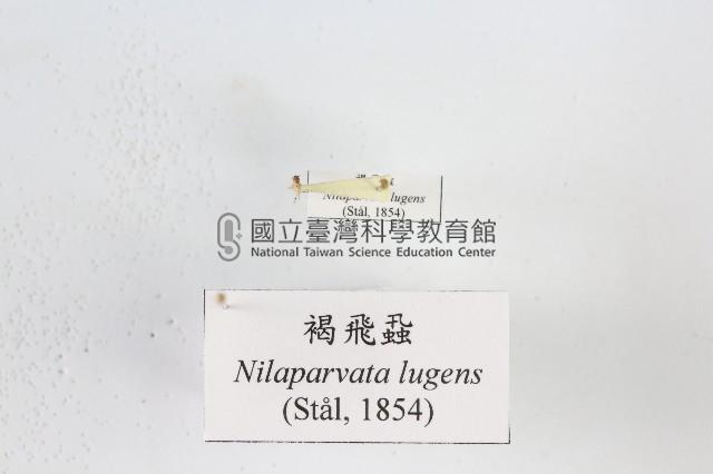 褐飛蝨藏品圖，第1張