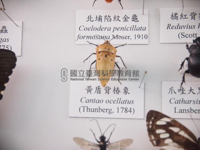 黃盾背椿象藏品圖，第1張