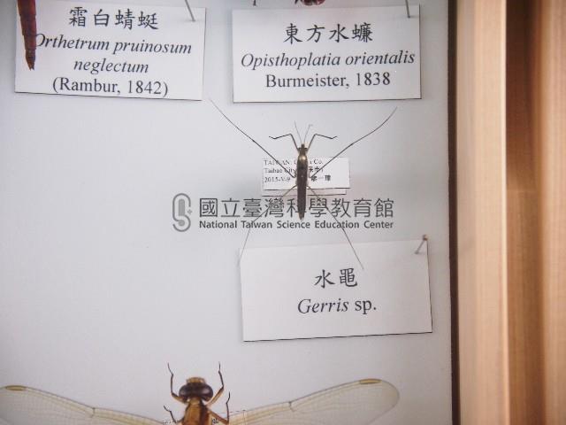 水黽藏品圖，第1張