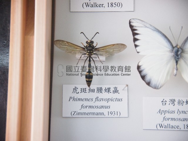 虎斑細腰蜾蠃藏品圖，第1張