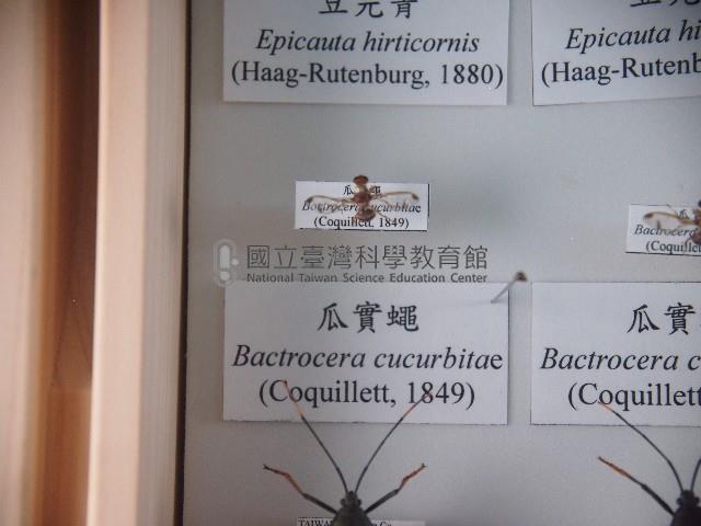 瓜實蠅藏品圖，第1張