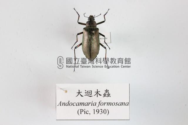 大迴木蟲藏品圖，第1張