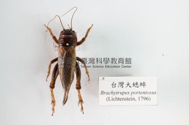 臺灣大蟋蟀藏品圖，第1張