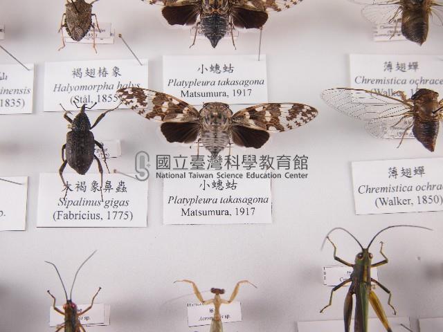 小蟪蛄藏品圖，第1張