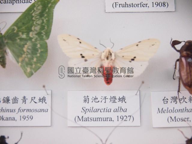 菊池汙燈蛾藏品圖，第1張