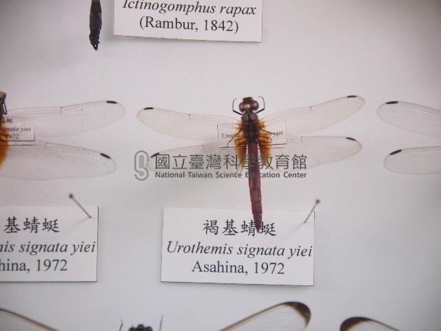褐基蜻蜓藏品圖，第1張