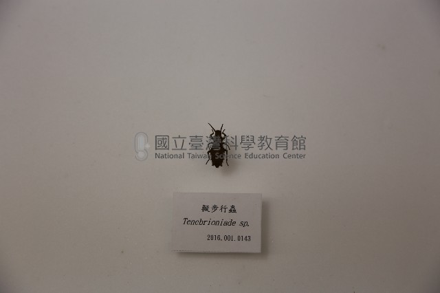 擬步行蟲藏品圖，第1張