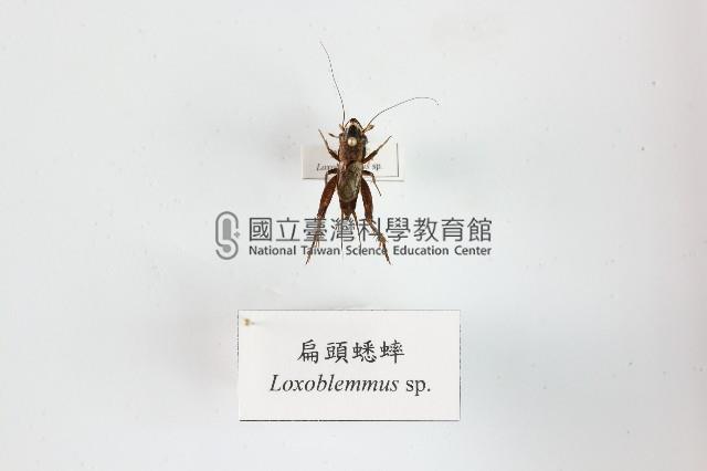 扁頭蟋蟀藏品圖，第1張