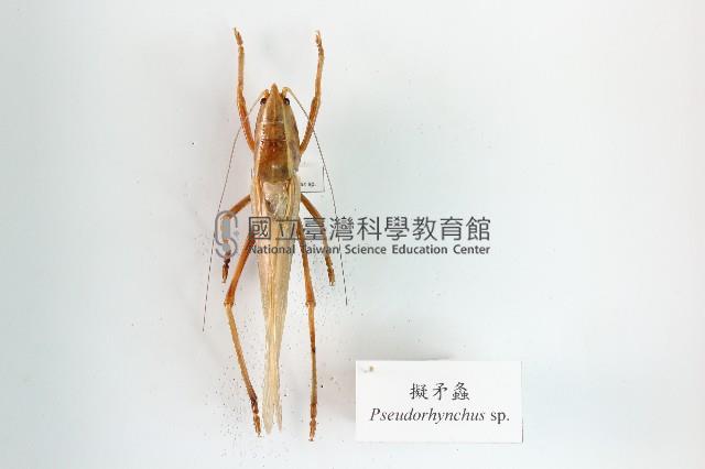 擬矛螽藏品圖，第1張