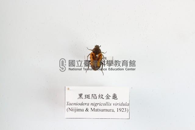 黑斑陷紋金龜藏品圖，第1張