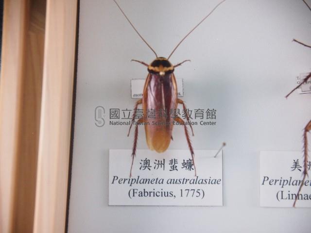 澳洲蜚蠊藏品圖，第1張