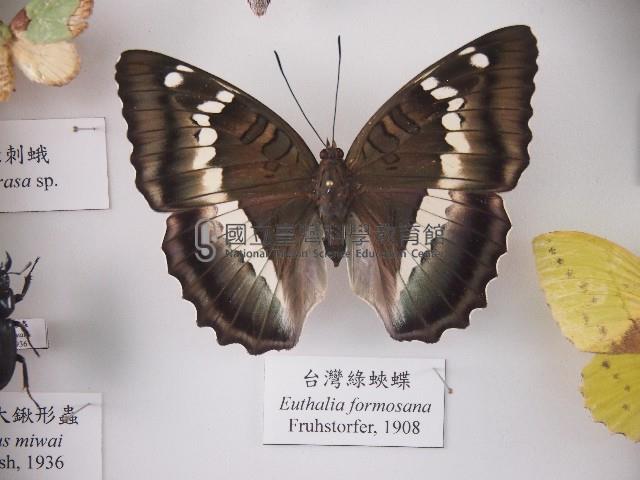 臺灣綠蛺蝶藏品圖，第1張