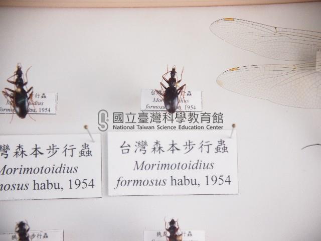 臺灣森本步行蟲藏品圖，第1張