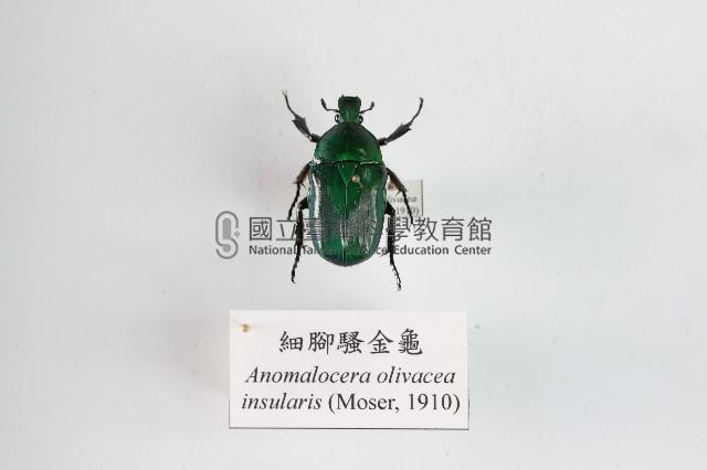 細腳騷金龜藏品圖，第1張