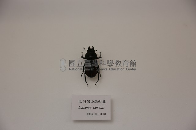 歐洲深山鍬形蟲藏品圖，第1張