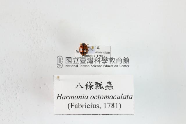 八條瓢蟲藏品圖，第1張