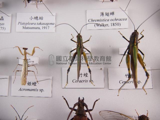 竹蝗藏品圖，第1張