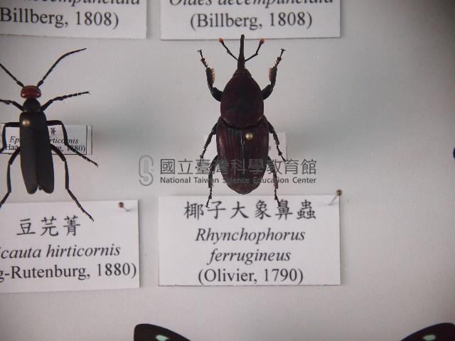 椰子大象鼻蟲藏品圖，第1張