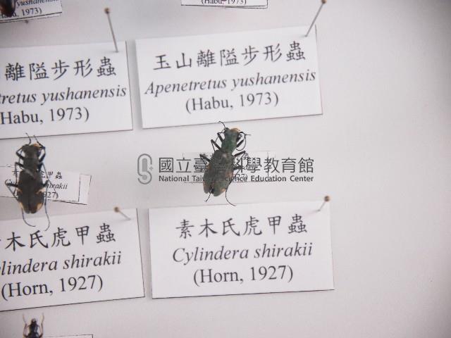 素木氏虎甲蟲藏品圖，第1張