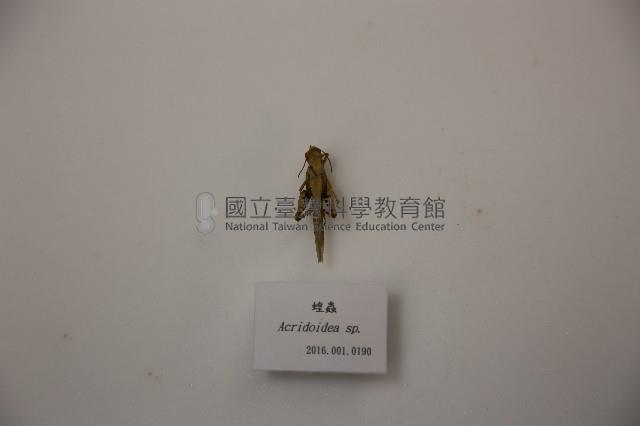蝗蟲藏品圖，第1張