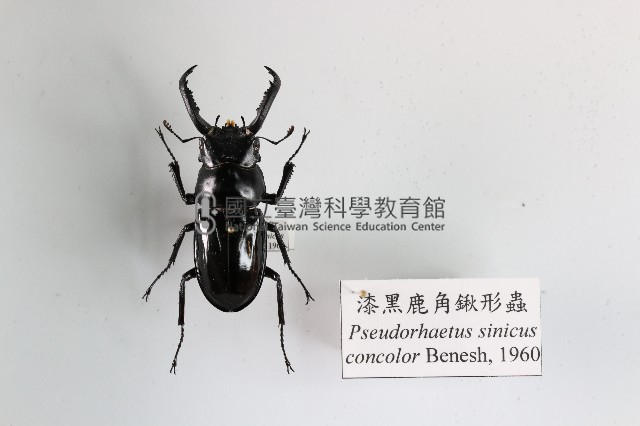漆黑鹿角鍬形蟲藏品圖，第1張