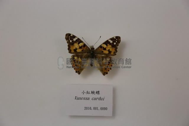 小紅蛺蝶藏品圖，第1張