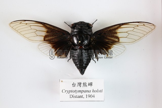 臺灣熊蟬藏品圖，第1張