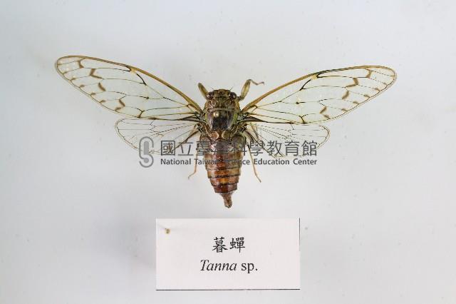 暮蟬藏品圖，第1張