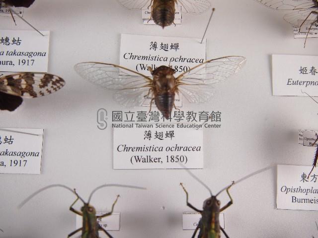 薄翅蟬藏品圖，第1張