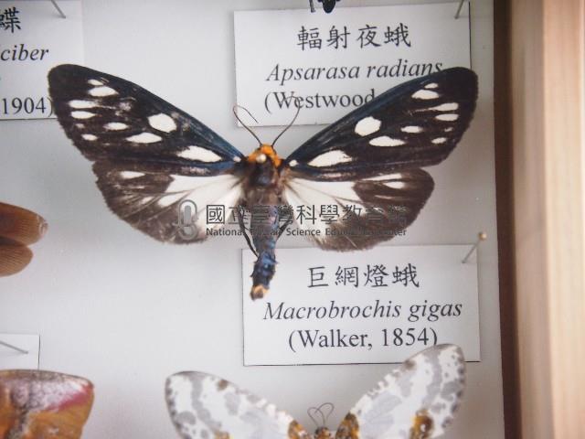 巨網燈蛾藏品圖，第1張