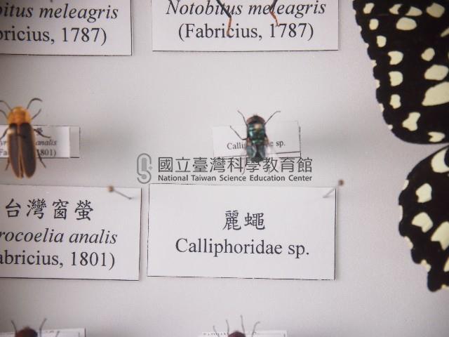 麗蠅藏品圖，第1張