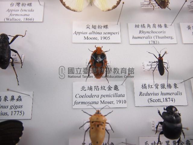 北埔陷紋金龜藏品圖，第1張