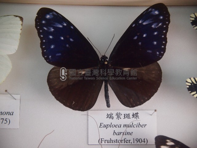 端紫斑蝶藏品圖，第1張