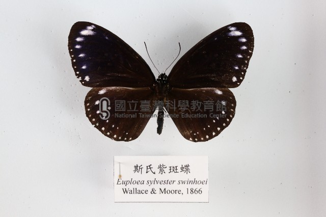 斯氏紫斑蝶藏品圖，第1張