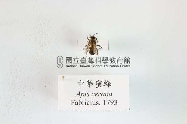 中華蜜蜂藏品圖，第1張